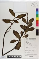 登錄號:S200794藏品圖，第1張