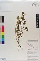 登錄號:S200795藏品圖，第1張