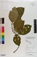 登錄號:S200796藏品圖，第1張