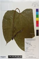 登錄號:S200797藏品圖，第1張