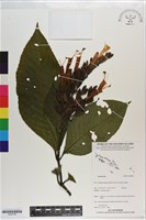 登錄號:S200798藏品圖，第1張