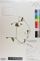 登錄號:S200801藏品圖，第1張