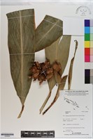 登錄號:S200804藏品圖，第1張