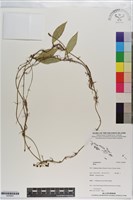 登錄號:S200807藏品圖，第1張