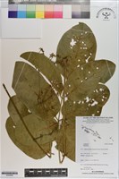 登錄號:S200808藏品圖，第1張