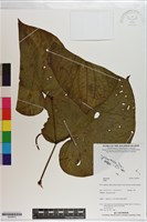 登錄號:S200812藏品圖，第1張