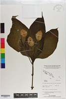 登錄號:S200813藏品圖，第1張