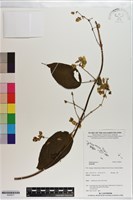 登錄號:S200817藏品圖，第1張