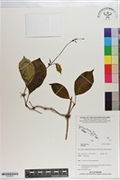 登錄號:S200818藏品圖，第1張