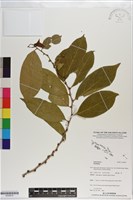 登錄號:S200819藏品圖，第1張