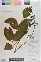 登錄號:S200820藏品圖，第1張