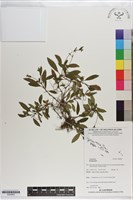 登錄號:S200822藏品圖，第1張