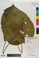 登錄號:S200824藏品圖，第1張