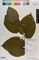 登錄號:S200825藏品圖，第1張