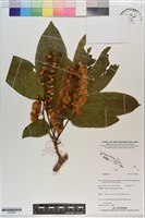 登錄號:S200828藏品圖，第1張