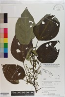 登錄號:S200829藏品圖，第1張