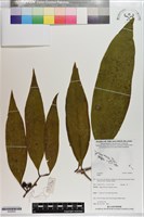 登錄號:S200830藏品圖，第1張