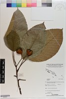 登錄號:S200832藏品圖，第1張