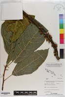 登錄號:S200835藏品圖，第1張