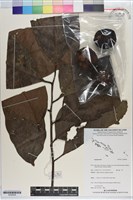 登錄號:S200836藏品圖，第1張