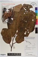 登錄號:S200837藏品圖，第1張