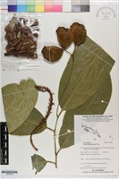 登錄號:S200840藏品圖，第1張