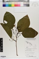 登錄號:S200842藏品圖，第1張