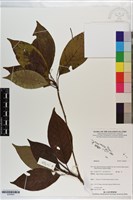 登錄號:S200843藏品圖，第1張