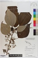 登錄號:S200845藏品圖，第1張