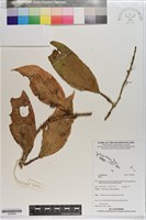 登錄號:S200850藏品圖，第1張