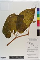 登錄號:S200852藏品圖，第1張