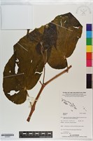 登錄號:S200853藏品圖，第1張