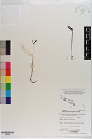 小鬼蘭藏品圖，第1張