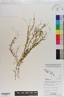 圓錐花遠志藏品圖，第1張