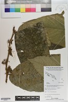 登錄號:S200857藏品圖，第1張