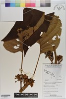 登錄號:S200858藏品圖，第1張