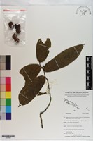 登錄號:S200860藏品圖，第1張