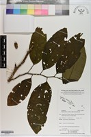 登錄號:S200861藏品圖，第1張