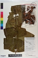 登錄號:S200862藏品圖，第1張