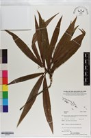 登錄號:S200863藏品圖，第1張