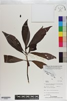 登錄號:S200866藏品圖，第1張