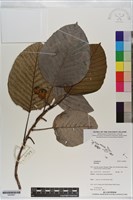 登錄號:S200867藏品圖，第1張