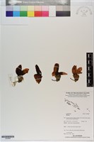 登錄號:S200868藏品圖，第1張