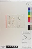 登錄號:S200869藏品圖，第1張