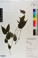 登錄號:S200871藏品圖，第1張