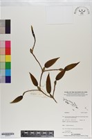 登錄號:S200875藏品圖，第1張