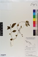 登錄號:S200877藏品圖，第1張