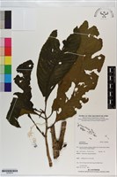 登錄號:S200878藏品圖，第1張