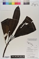 海檬果藏品圖，第1張