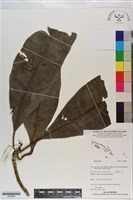 登錄號:S200880藏品圖，第1張